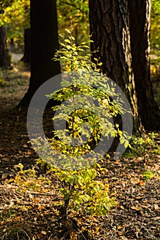 Forest nooks